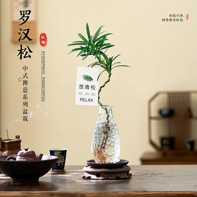 罗汉松小盆栽室内客厅桌面上水培植物懒人好养四季常青放青松绿植