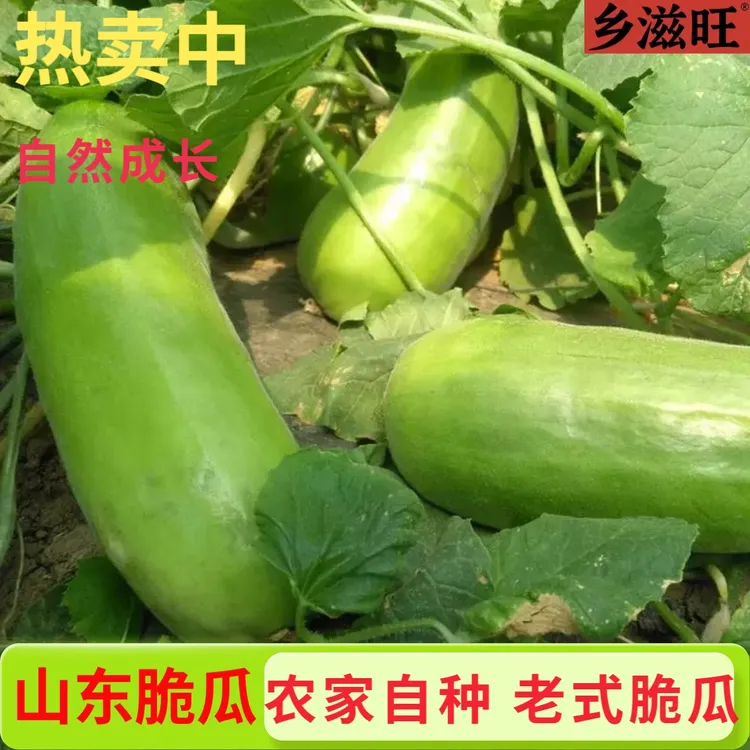 【新上市】山东脆瓜菜瓜老式捎瓜新鲜清脆爽口低糖青皮脆瓜现摘现发