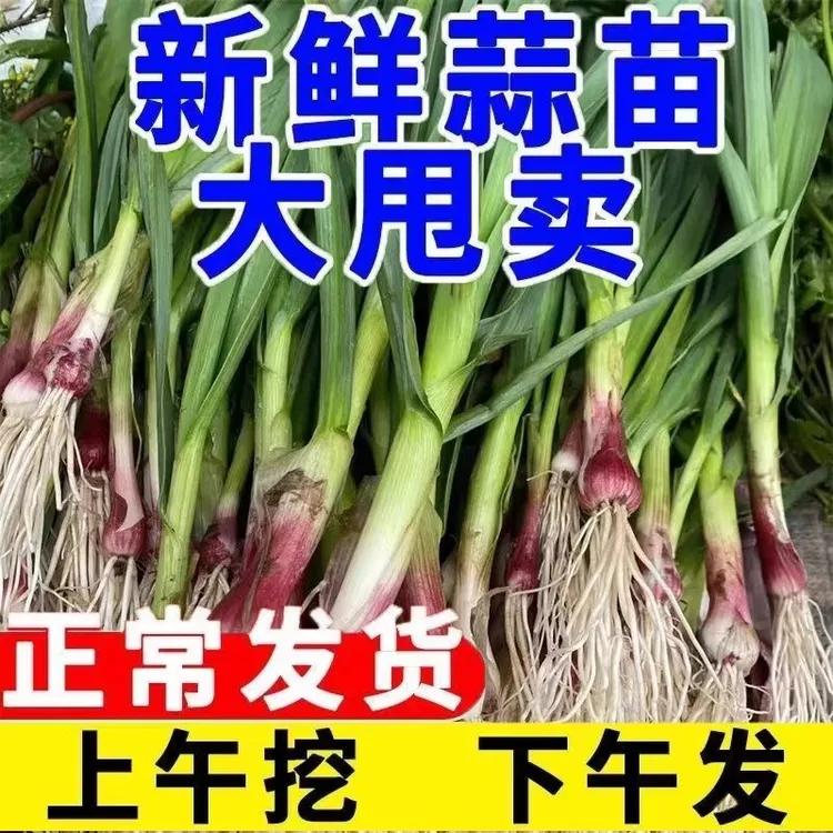湖北新鲜红皮大蒜苗香蒜苗农家自种应季蔬菜现挖现发青嫩蒜苗