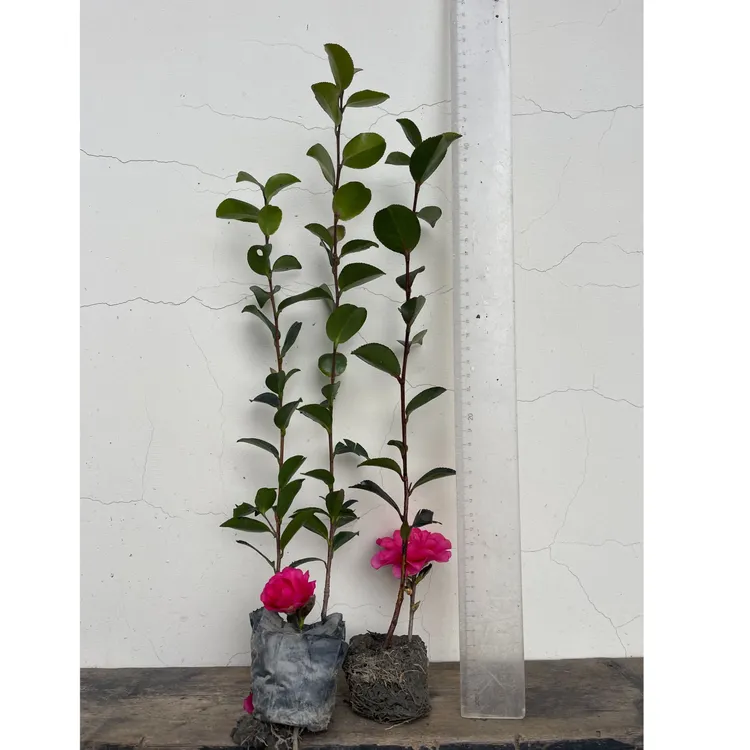 茶梅苗子三棵 扦插二年杯苗 高度30cm—40cm适合各种造型