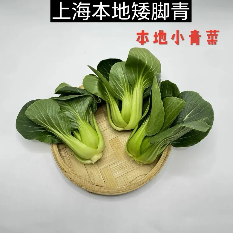 京东或顺丰快递 矮脚青菜本地新鲜现摘霜冻苏州青菜露天矮脚青菜