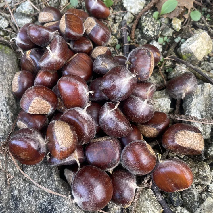 2025新下山燕山鲜栗子
