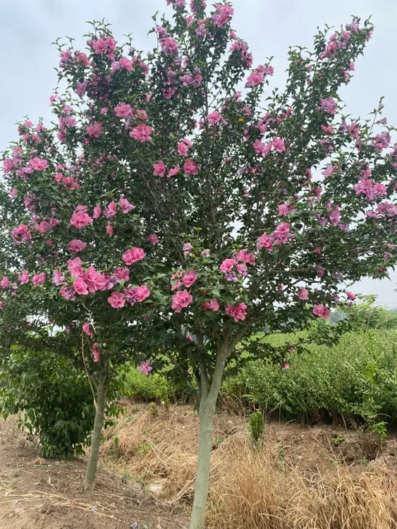 木槿花树苗重瓣大花棒棒糖庭院绿化盆栽地栽耐寒可食用花树苗