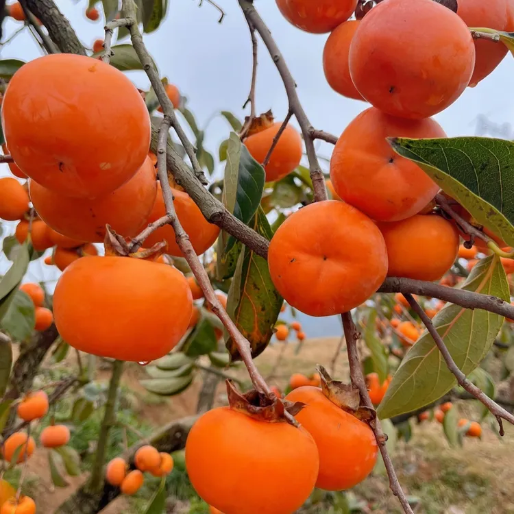 磨盘火晶柿子水果树苗脆甜柿子苗树嫁接苗当年结果特大南北方种植