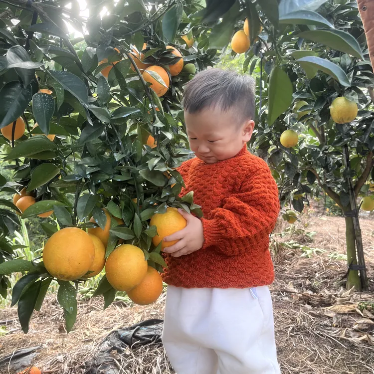 江西赣南脐橙10斤大果整箱批发孕妇儿童现摘新鲜水果手剥甜橙子