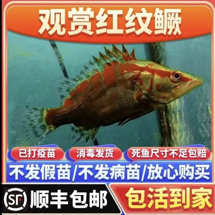 已发色饲料红纹鳜鱼观赏宠物鱼冷水鱼可淡水养殖婚纱鱼观赏鱼不死