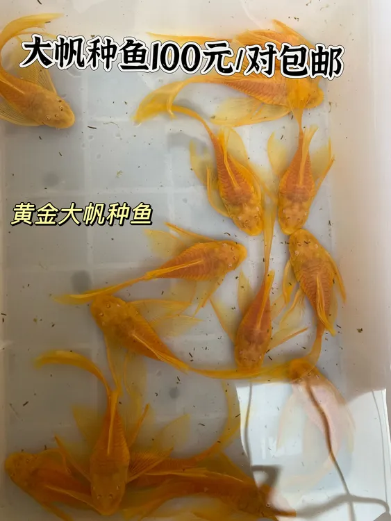 黄金大帆种鱼繁殖组