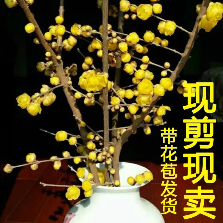 腊梅枝腊梅花树盆栽腊梅鲜花带花苞干枝腊梅枝条遇水开鲜切花水养
