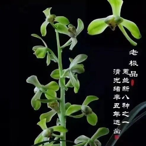蕙兰老极pin经典绿杆绿花特浓香蕙兰新八种绿壳绿蕙梅瓣名品