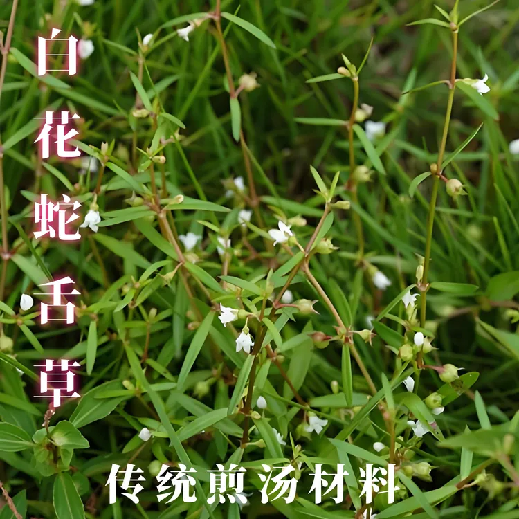 【白花蛇舌草】全草500g250g农村采人工选自然干无熏硫品质保障包邮