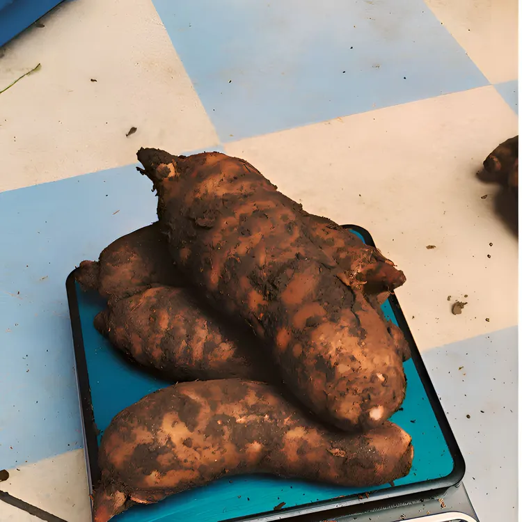 新鲜高海拔天麻产地直发