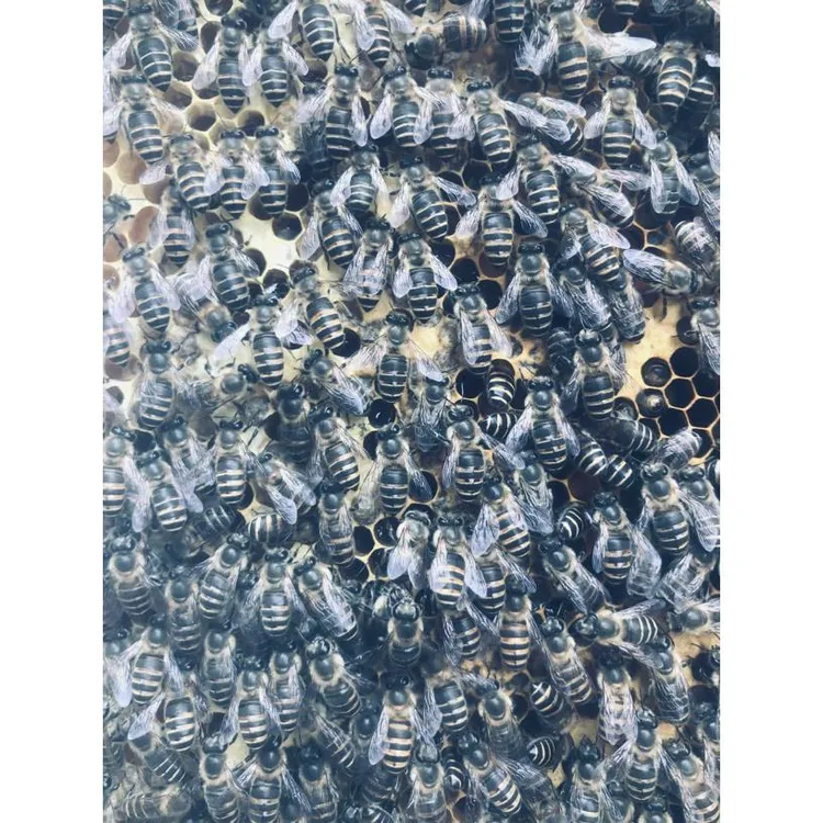 阿坝一代新产王养蜂用品(黑工蜂比例开盲盒)蜜蜂蜂群养蜂蜜蜂巢