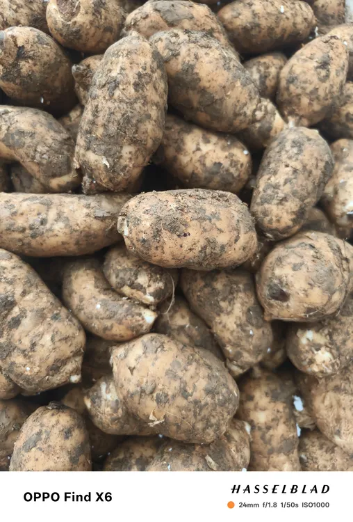 鲜天麻5-9个1斤海拔1800米滋补炖汤佳品