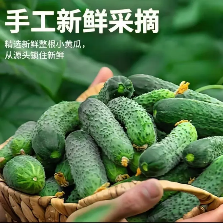 新鲜玛莎水果黄瓜脆嫩爽口迷你小青瓜腌制酸黄瓜即食蔬菜