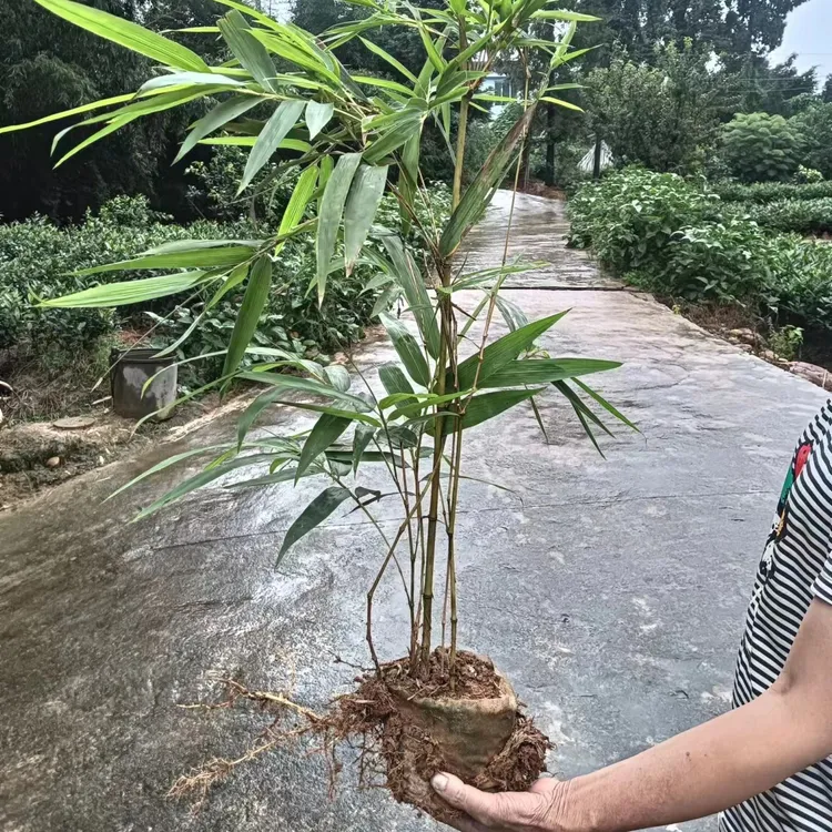 大型楠竹三年苗毛竹苗耐寒竹苗