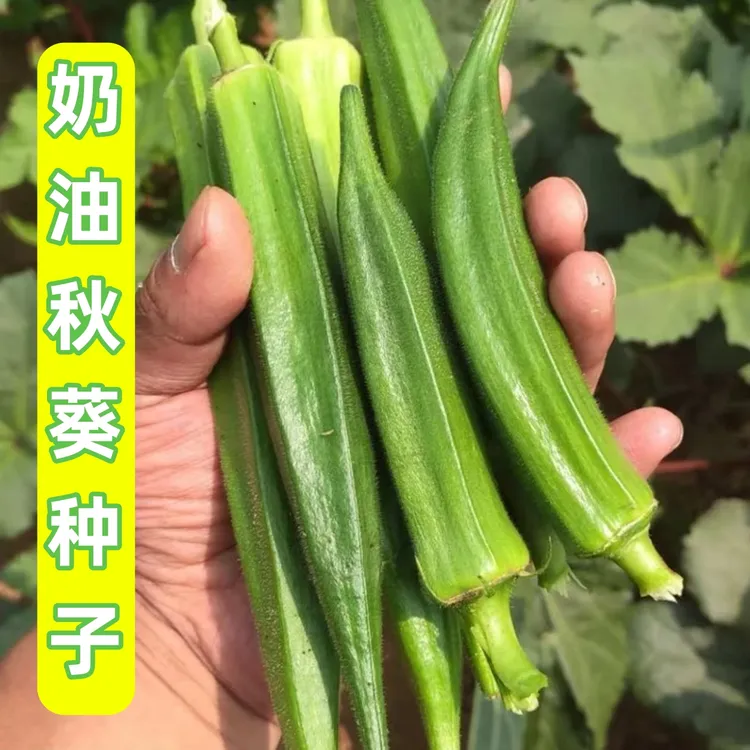 【秋葵种子】家庭阳台小院四季种植盆栽地栽易种易活