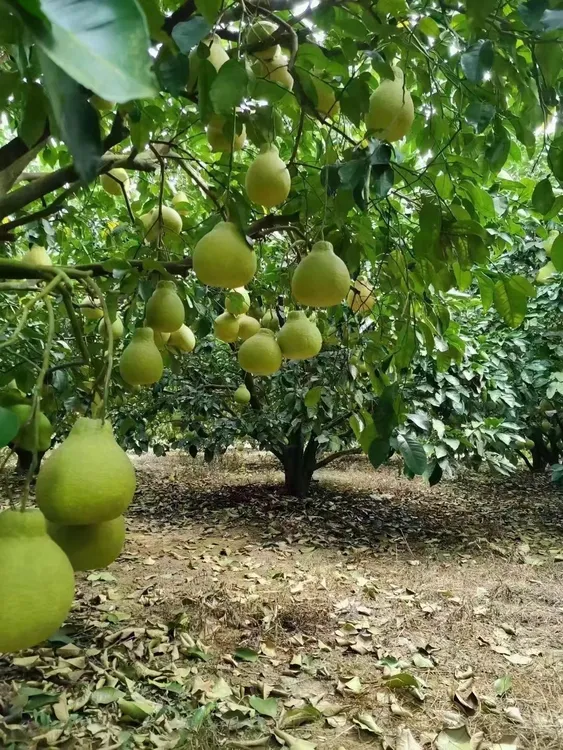 松口高品质沙田柚农户自产自销优质10斤20斤30斤50斤