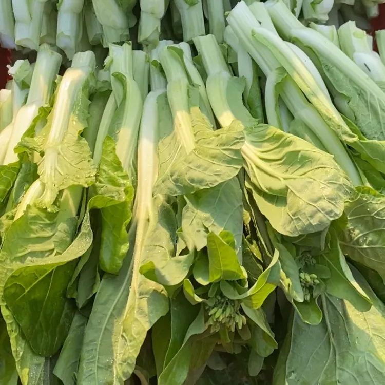 新鲜白菜苔湖南特产绿菜苔菜薹菜心绿色脆嫩应季蔬菜现摘现发