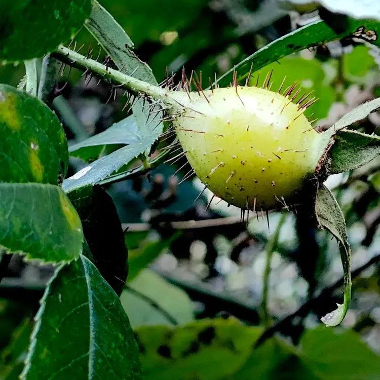 新鲜金樱子现货现发泡酒泡水好材料当季果子新鲜果野生精选泡茶