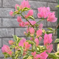 新品【花叶蜡染粉】三角梅四季勤花室外走廊四季开花好养绿植不带花
