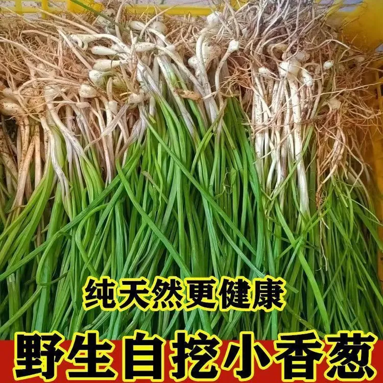 贵州高山野香葱新鲜现摘现发