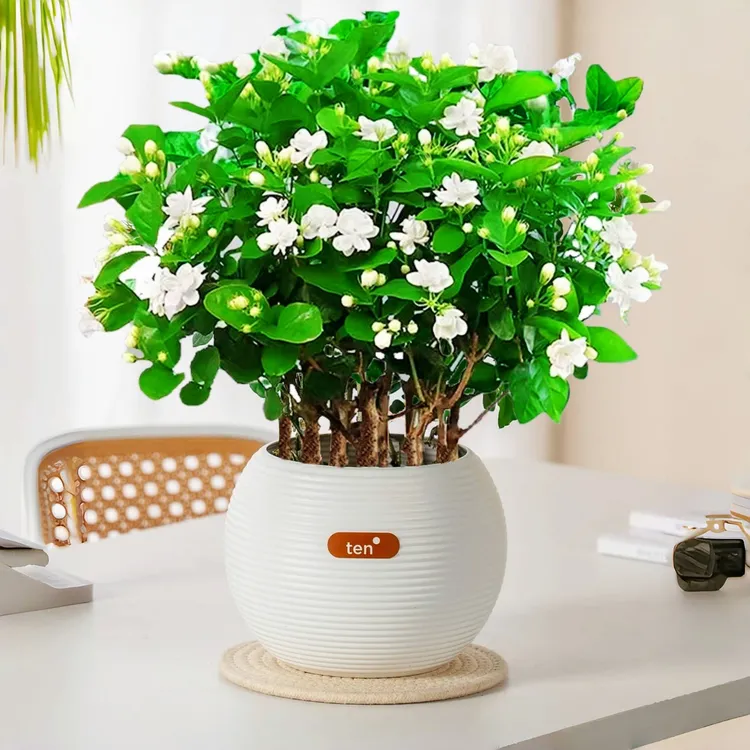 茉莉花盆栽带花苞老桩花卉植物室内栀子花九里香室外好养浓香绿植