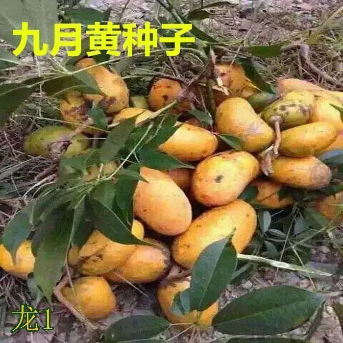 九月黄种子四季播种阳台盆栽小院种植简单夏季开花高产水果