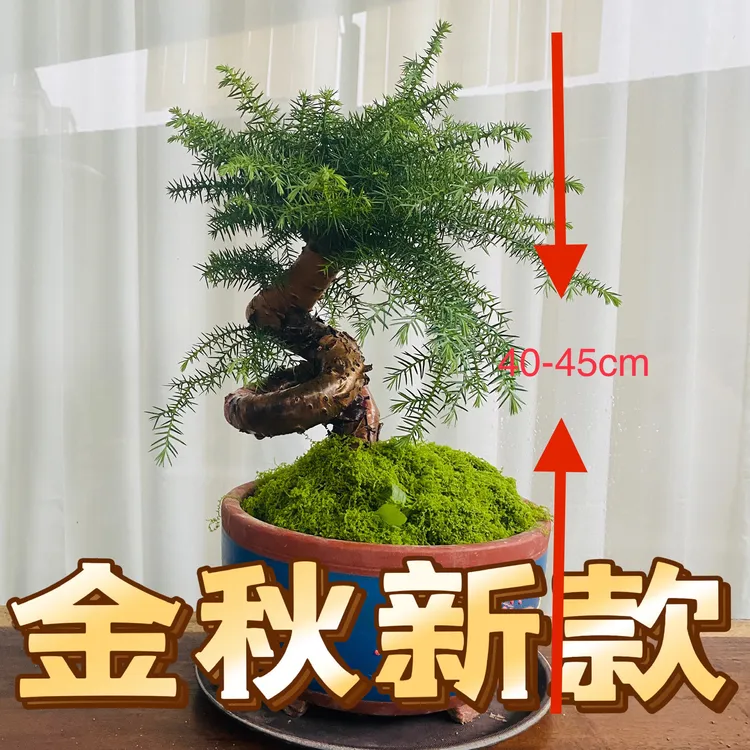 澳洲杉不老松造型盆栽四季常青适合室内外茶几客厅桌摆