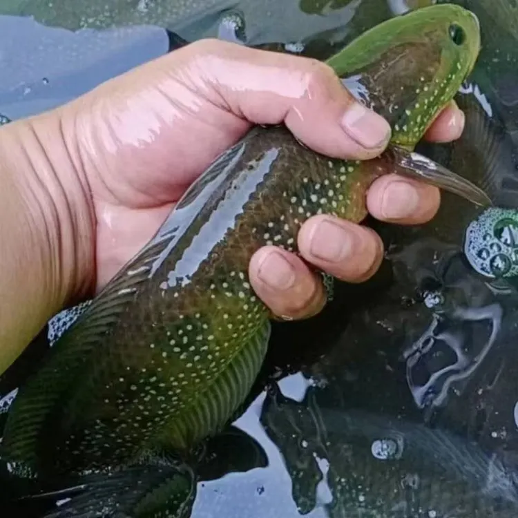 七星鱼雷龙鱼观赏鱼月鳢原生冷水鱼淡水鱼活体凶猛红月珍珠