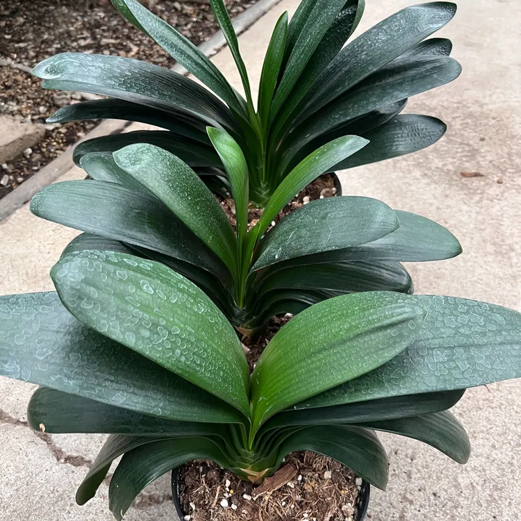 新疆地产君子兰盆栽室内绿植室外高贵好养四季常青1棵