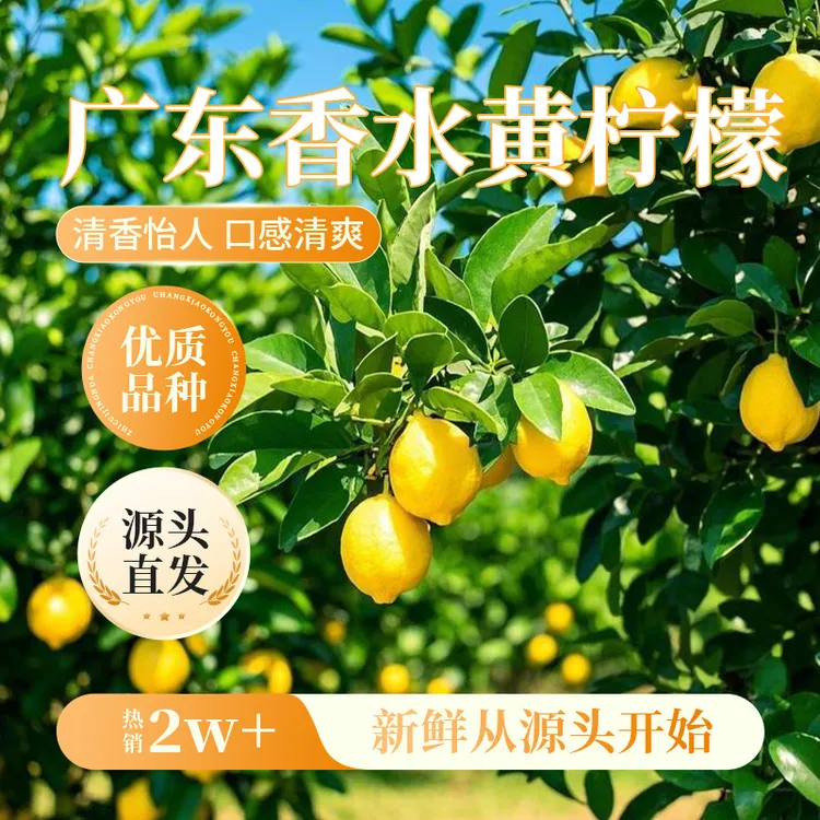 【广东黄香水柠檬】新鲜现摘个大饱满新鲜大果水果食材爆香多汁