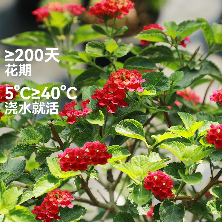 五色梅盆栽马缨丹耐热耐晒花期长多年生木本阳台庭院花卉四季好养