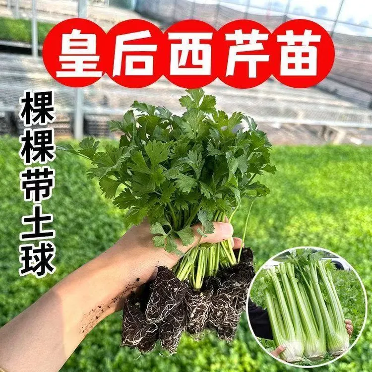 西芹苗幼苗秧苗种子皇后大西芹菜苗蔬菜苗红芹小香芹寿光四季盆栽