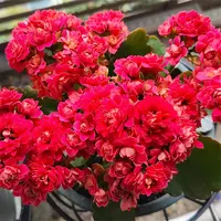 火灵珠10cm盆重瓣长寿花