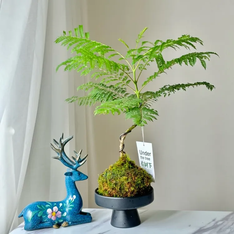 水培植物蓝花楹苔藓球ins风办公室桌面盆栽绿植净化空气趣味喜湿