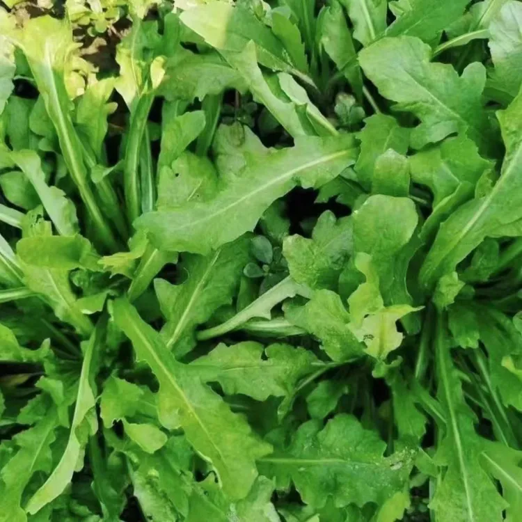 河南农家蔬菜现挖野生香荠荠菜地丁野菜新鲜春卷馄饨饺包子馅商用