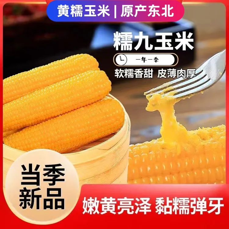 【到手12根】东北头茬甜糯黄玉米真空装新鲜单根180g-220g/根玉米棒