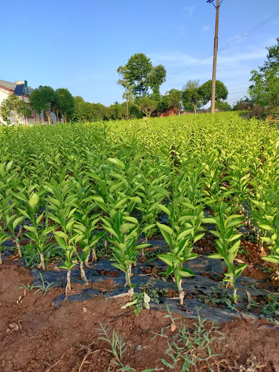 多品类柑橘苗果苗明日见苗沃柑苗耙耙柑苗金桔苗金丝楠木苗