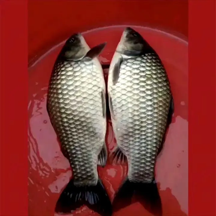 中科五号鲫鱼工程鲫大板鲫观赏水族淡水鱼包邮