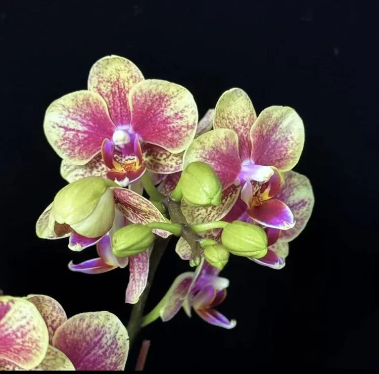 多彩优选  （定制款001） 所见所得   蝴蝶兰鲜花室内高端花卉