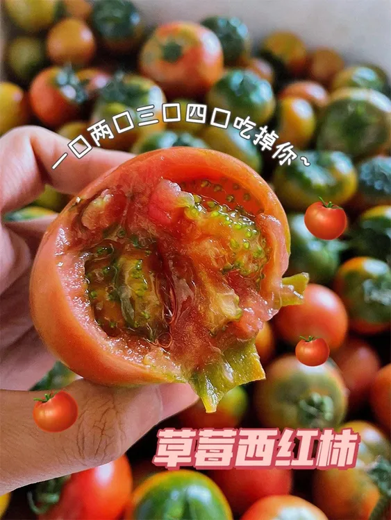 新鲜酸甜草莓番茄碱地铁皮草莓西红柿酸甜老味道西红柿新鲜蔬菜