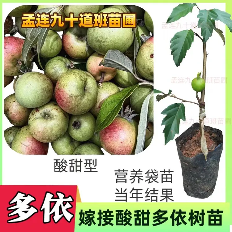 新品种多依果渣子果树苗南北方经济林木当年结果营养袋苗浇水即活