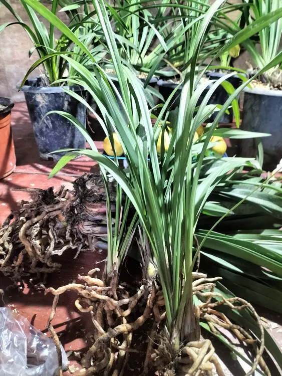 春兰富国兰。。。。。。