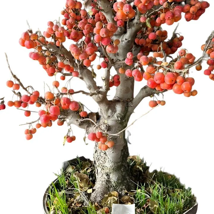 冬红果花树海棠老桩盆栽阳台种植好养活四季开花花卉白兰花特大苗