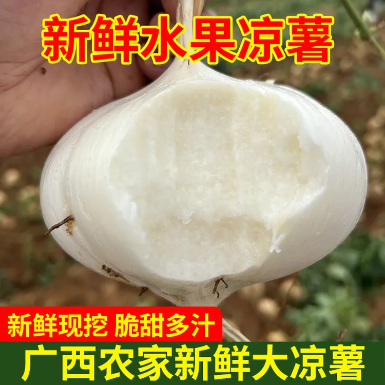 【水果凉薯】高山沙葛地萝卜2/5/9斤白地瓜水果即食脆甜多汁