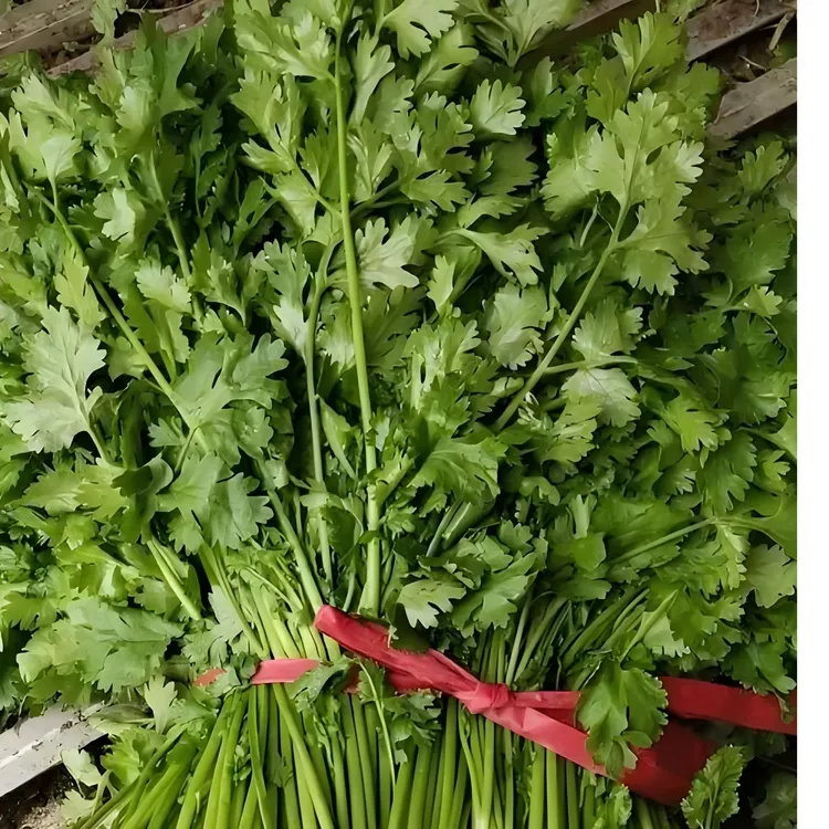 农家自种露天香菜现挖现发新鲜好吃