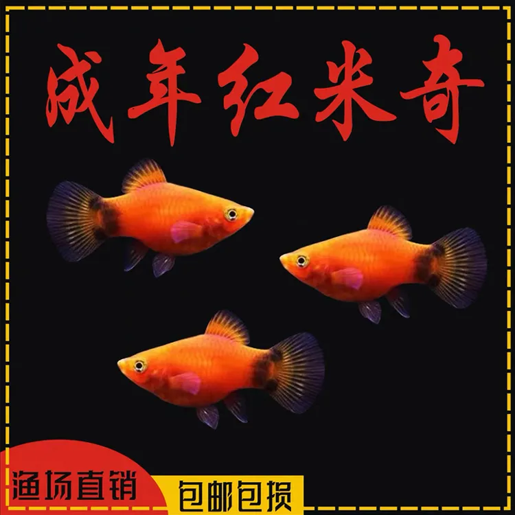 成年大米奇鱼热带观赏鱼繁殖生小鱼淡水新手好养耐活胎生鱼活体鱼