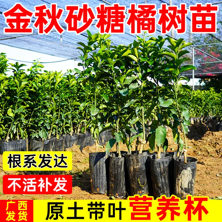 正宗金秋沙糖桔苗砂糖橘树苗正宗早熟砂糖桔苗嫁接柑橘苗当年结果