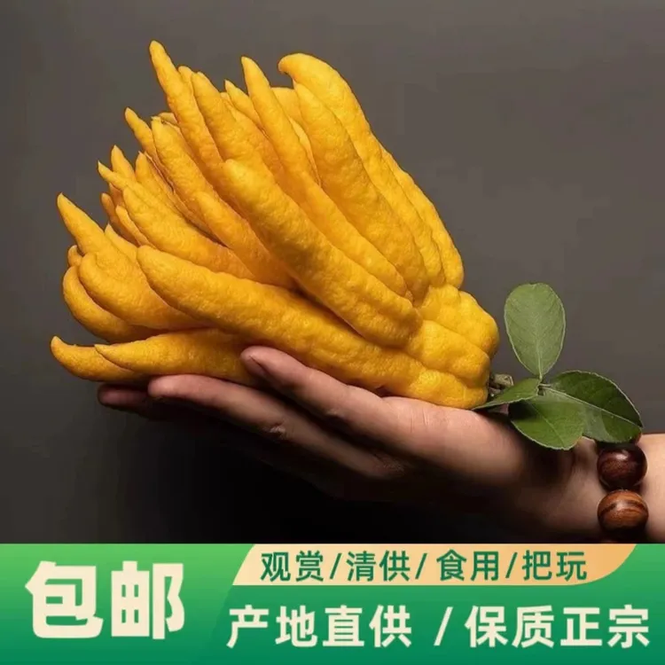 现摘新鲜佛手柑大果可观赏天然清香香薰鲜果可观赏天然清香香薰