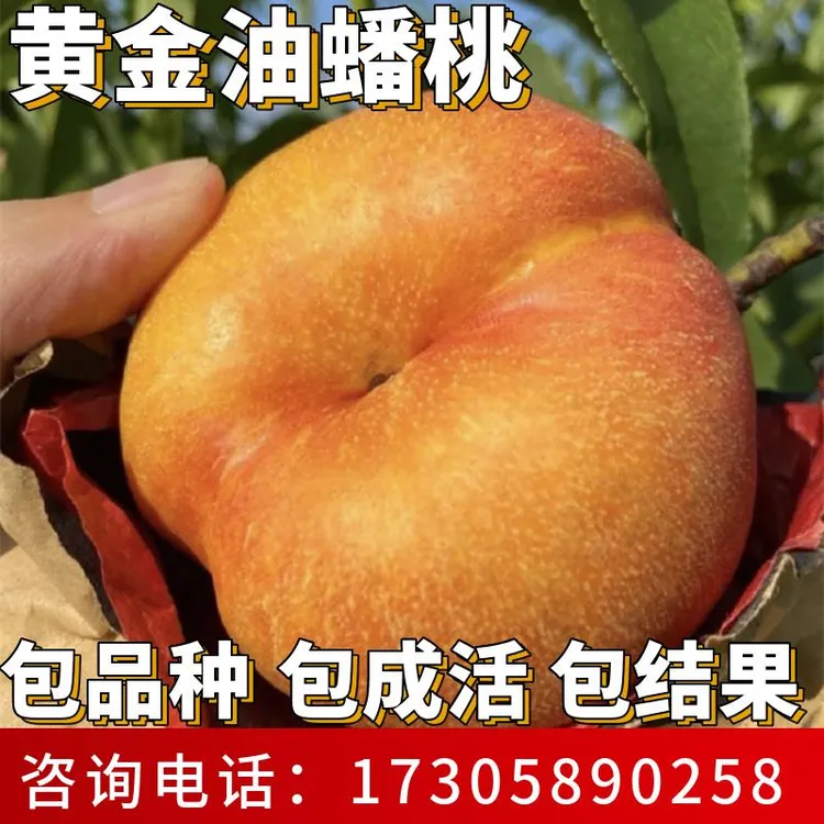 黄金油蟠桃苗南北方种植耐寒特大号早熟桃树果苗盆栽嫁接当年结果